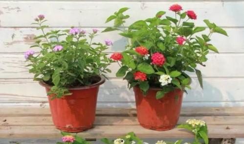 枫丹搞笑爆料视频大全最新,笑料百出，揭秘娱乐圈幕后趣闻  第3张